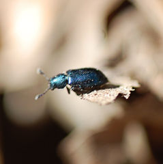 Necrobia violacea