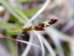 Carex concinna