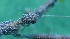 Bactrodes spinulosus