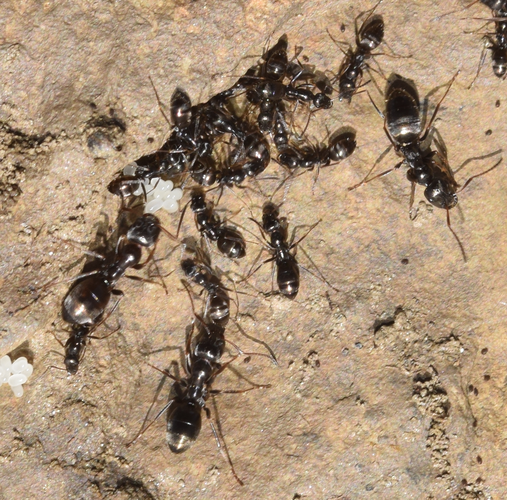 Proformica
