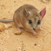 Fat-tailed Dunnart - Photo (c) evelynvirens, some rights reserved (CC BY-NC), uploaded by evelynvirens