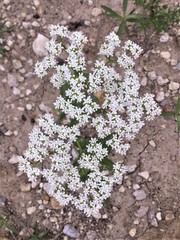 Limnosciadium pumilum