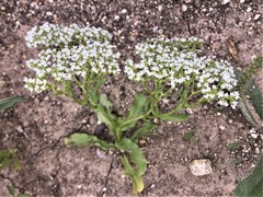 Limnosciadium pumilum