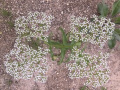 Limnosciadium pumilum