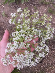 Limnosciadium pumilum