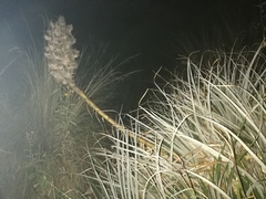 Puya herzogii