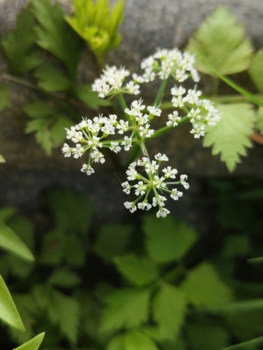 Oenanthe javanica iNat (2)