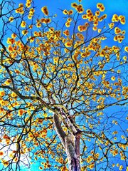 Handroanthus