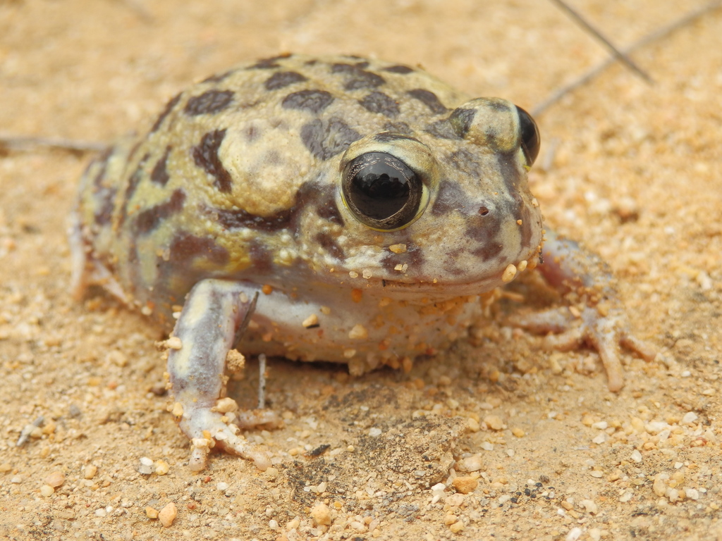 Kunapalari Frog