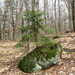 Picea rubens - Photo (c) cgbb2004,  זכויות יוצרים חלקיות (CC BY-NC), הועלה על ידי cgbb2004