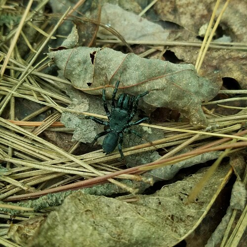 Atlantic Purseweb Spider photo 5