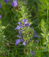 Salvia engelmannii