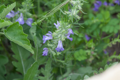 Salvia engelmannii