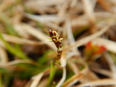 Carex concinna