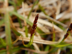 Carex concinna