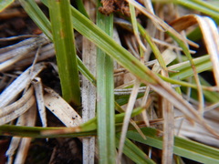 Carex concinna