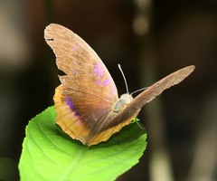 Terinos terpander intermedia
