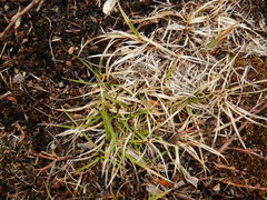 Carex concinna