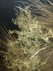 Adesmia miraflorensis