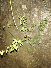 Philibertia parviflora