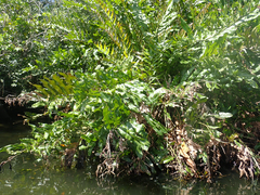 Acrostichum speciosum