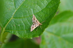 Diasemia accalis