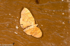 Eulithis gracilineata