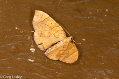 Eulithis gracilineata