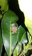 Heterixalus betsileo