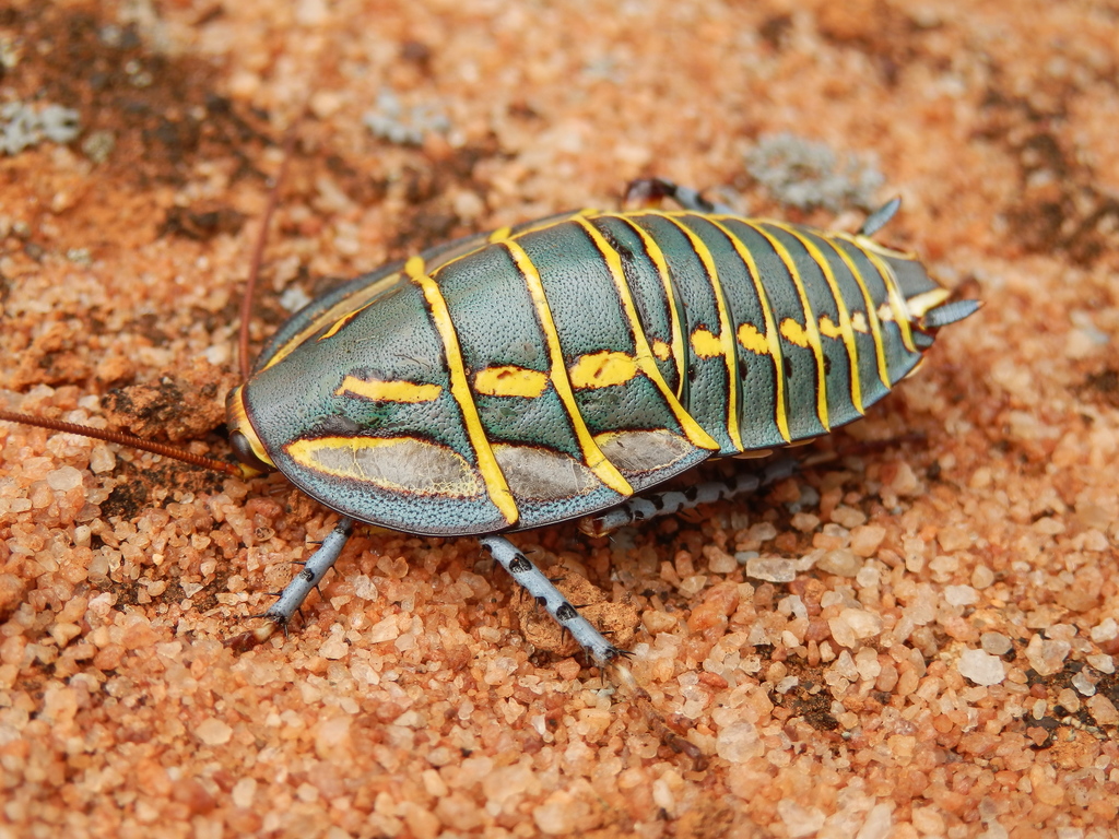 Mitchell's Diurnal Cockroach from Bunjil WA 6623, Australia on October ...