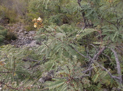 Senegalia subangulata