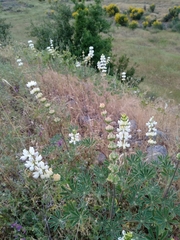 Lupinus densiflorus
