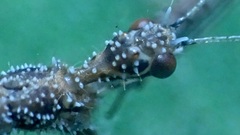 Bactrodes spinulosus