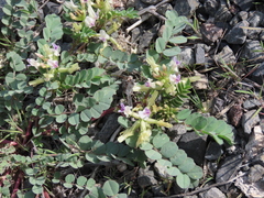 Astragalus lentiginosus chartaceus