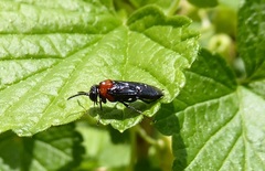 Tethida barda