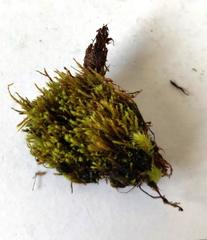 Philonotis capillaris