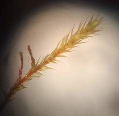 Philonotis capillaris