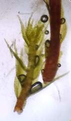 Philonotis capillaris