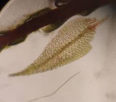 Philonotis capillaris