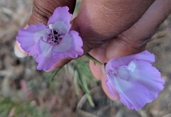 Clarkia cylindrica