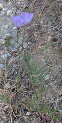 Clarkia cylindrica