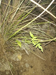 Valeriana potopensis