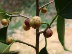Ficus pertusa