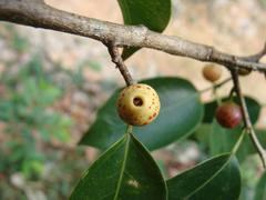 Ficus pertusa