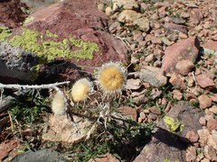 Carlina macrocephala