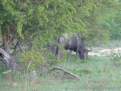 Connochaetes taurinus