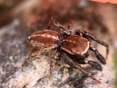 Attinella dorsata