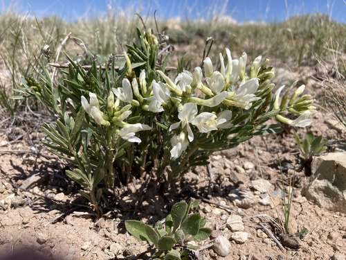 Nelson's Milkvetch (Astragalus nelsonianus)