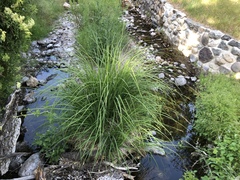 Carex barbarae