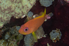 Cephalopholis miniata